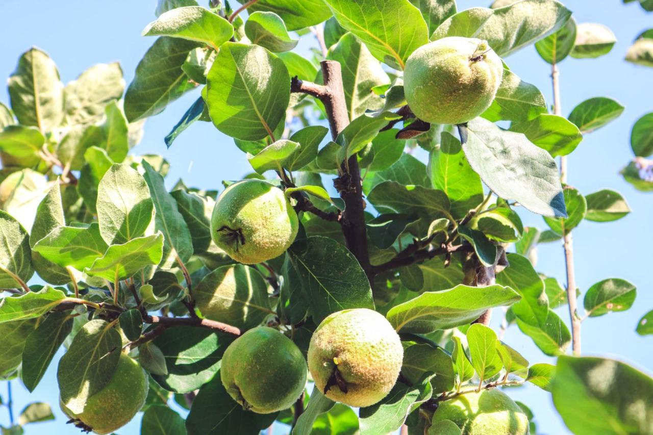 Agriturismo La Pietriccia Chianciano Terme Luaran gambar